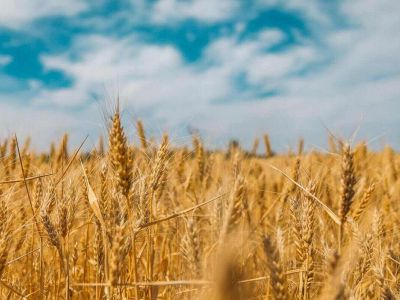 Maszyny rolnicze niezbędne do uprawy zbóż